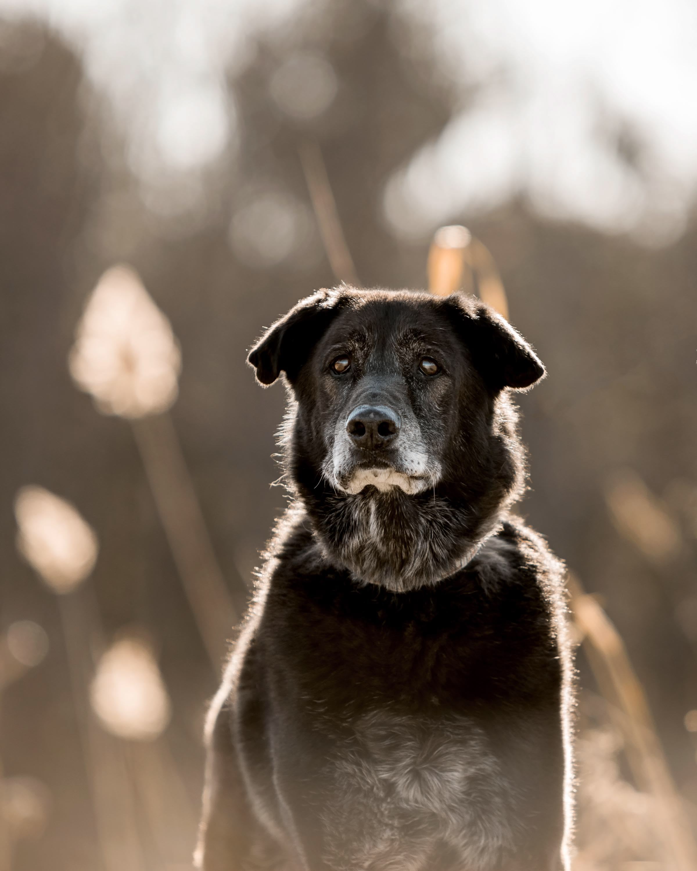 Original pet photo of Cruz