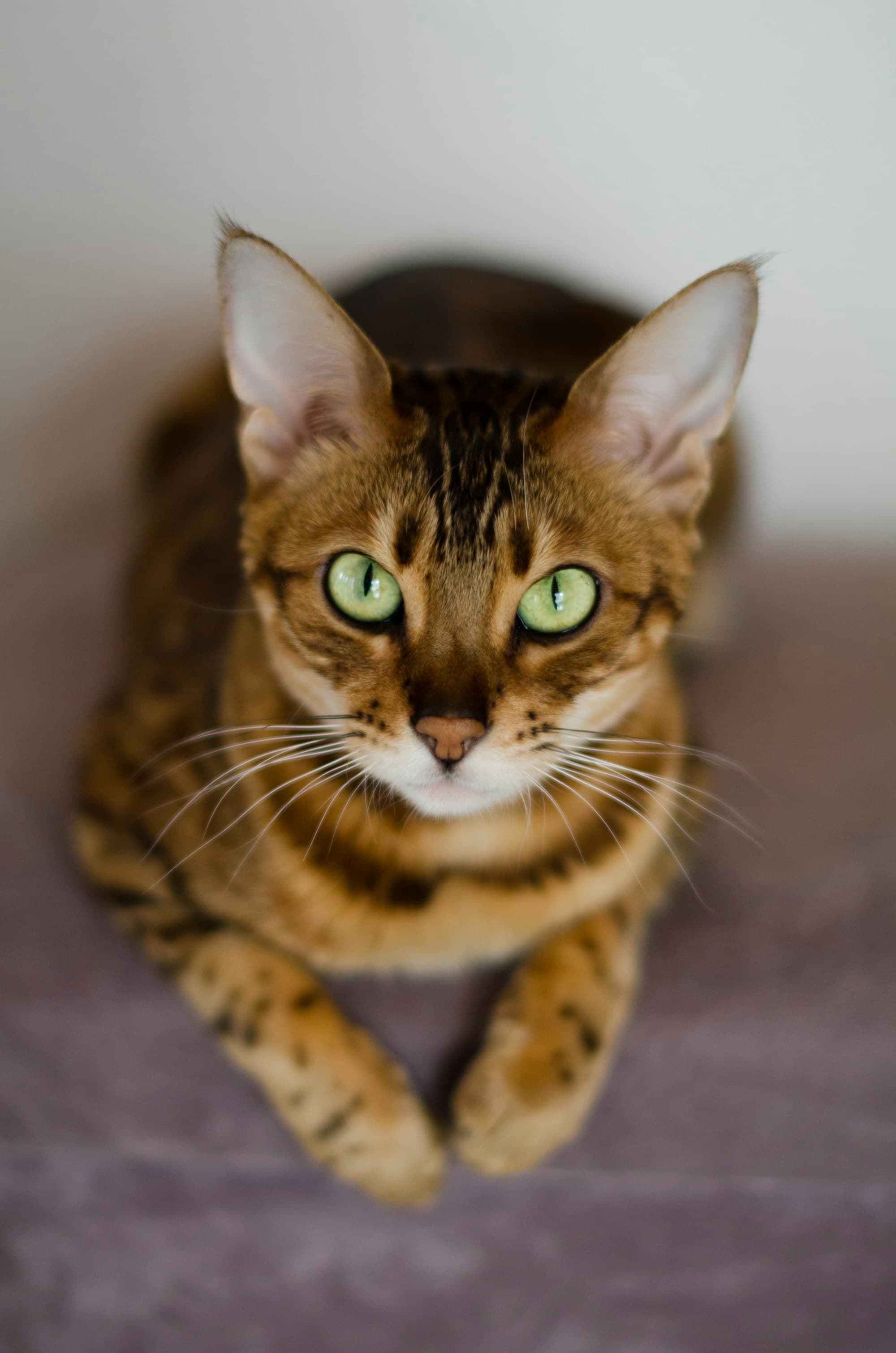 Bengal portrait example