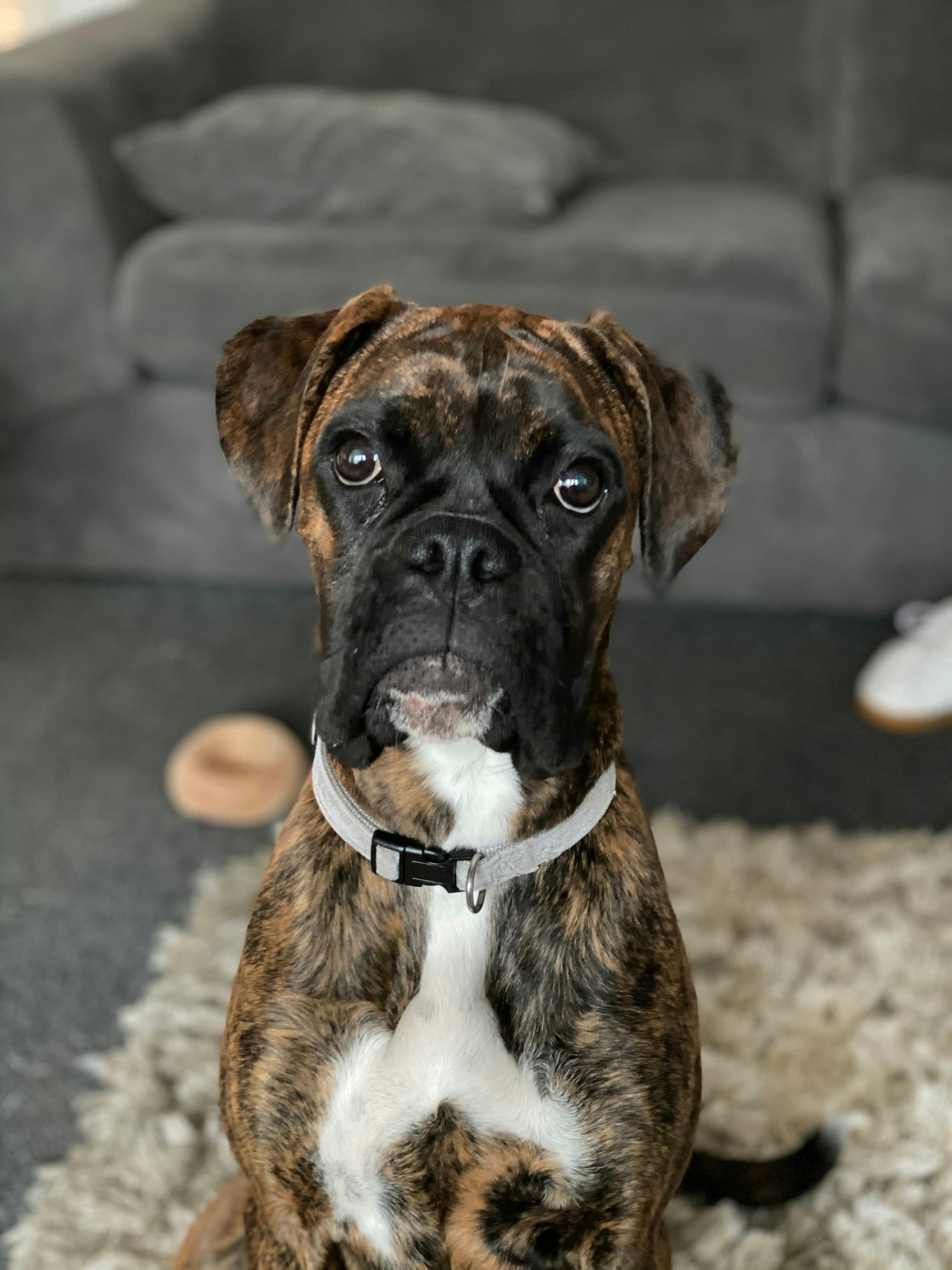 Boxer portrait example