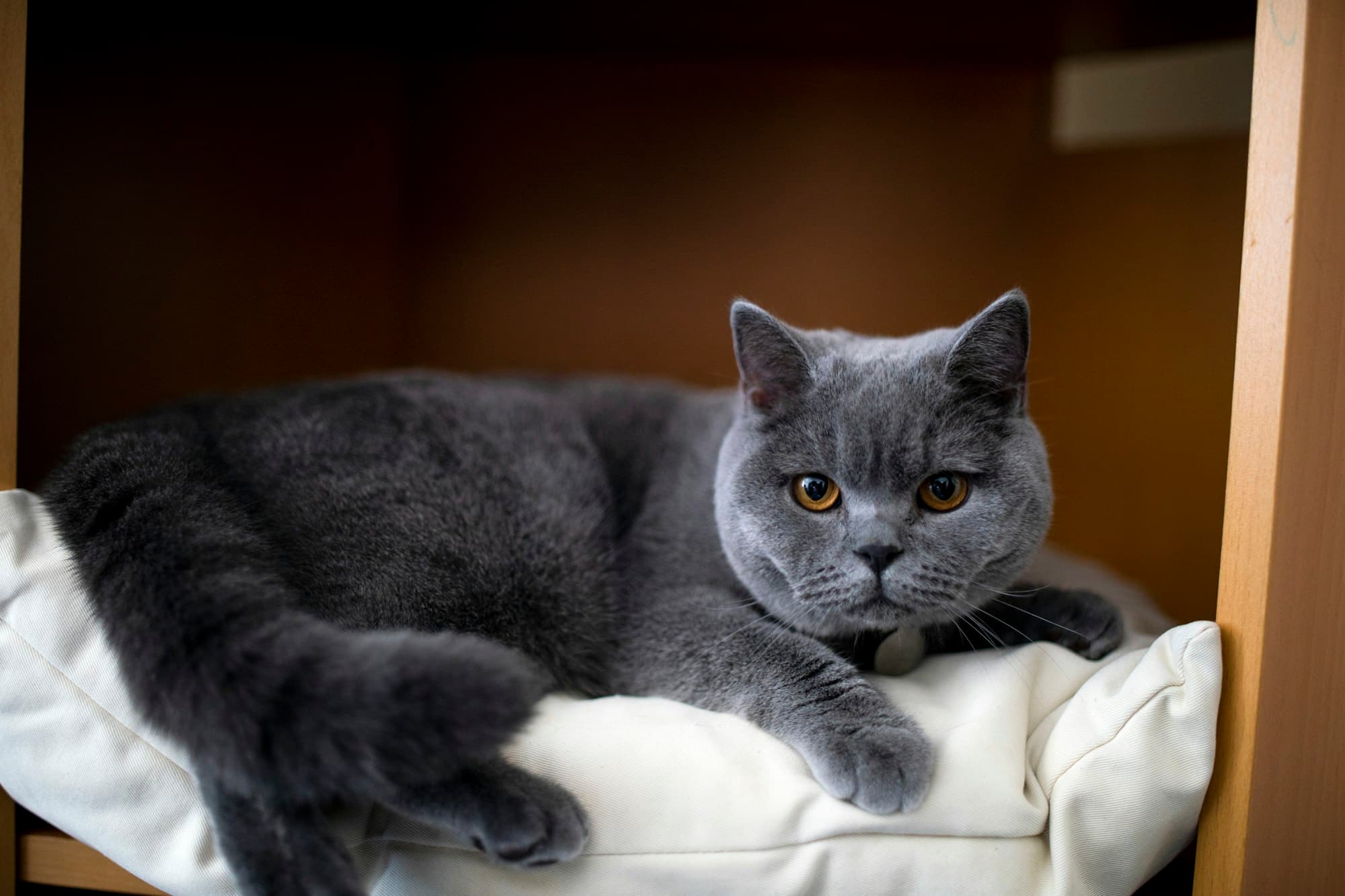 British Shorthair portrait example