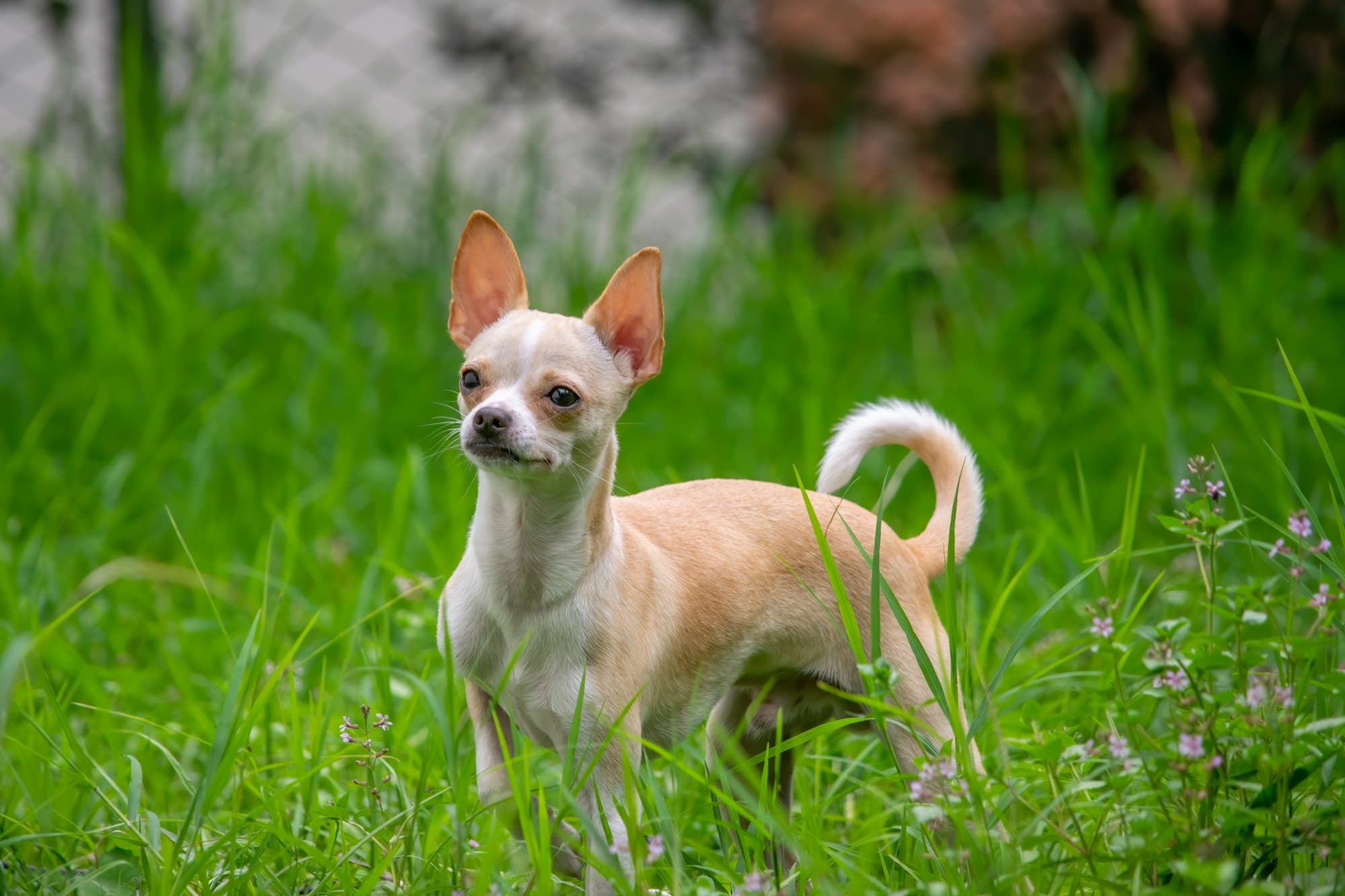 Chihuahua portrait example