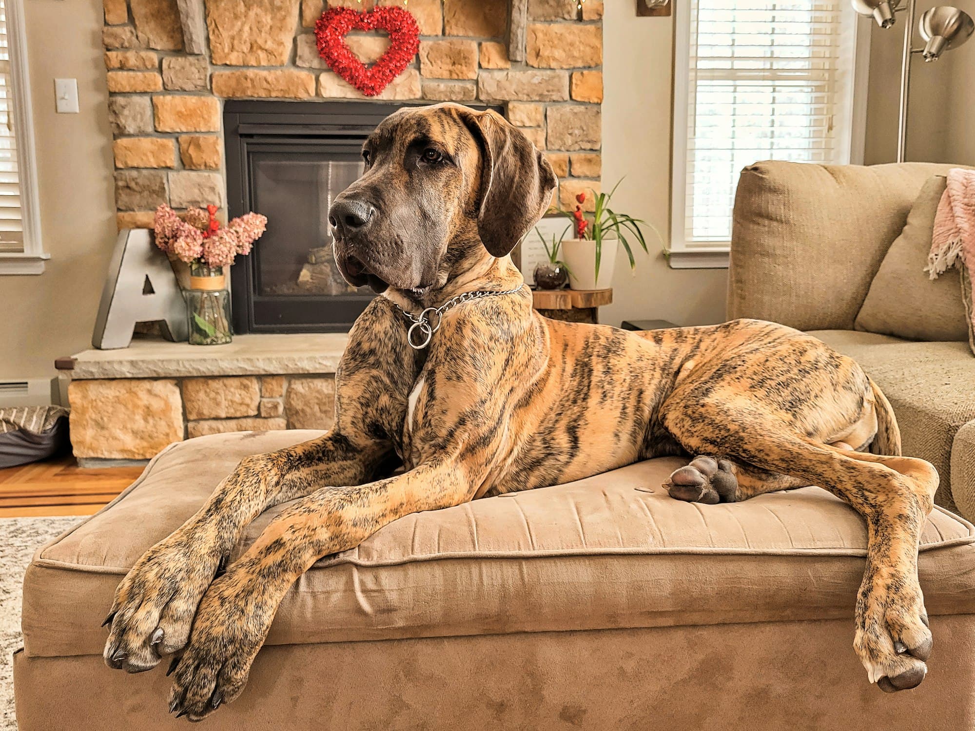 Great Dane portrait example