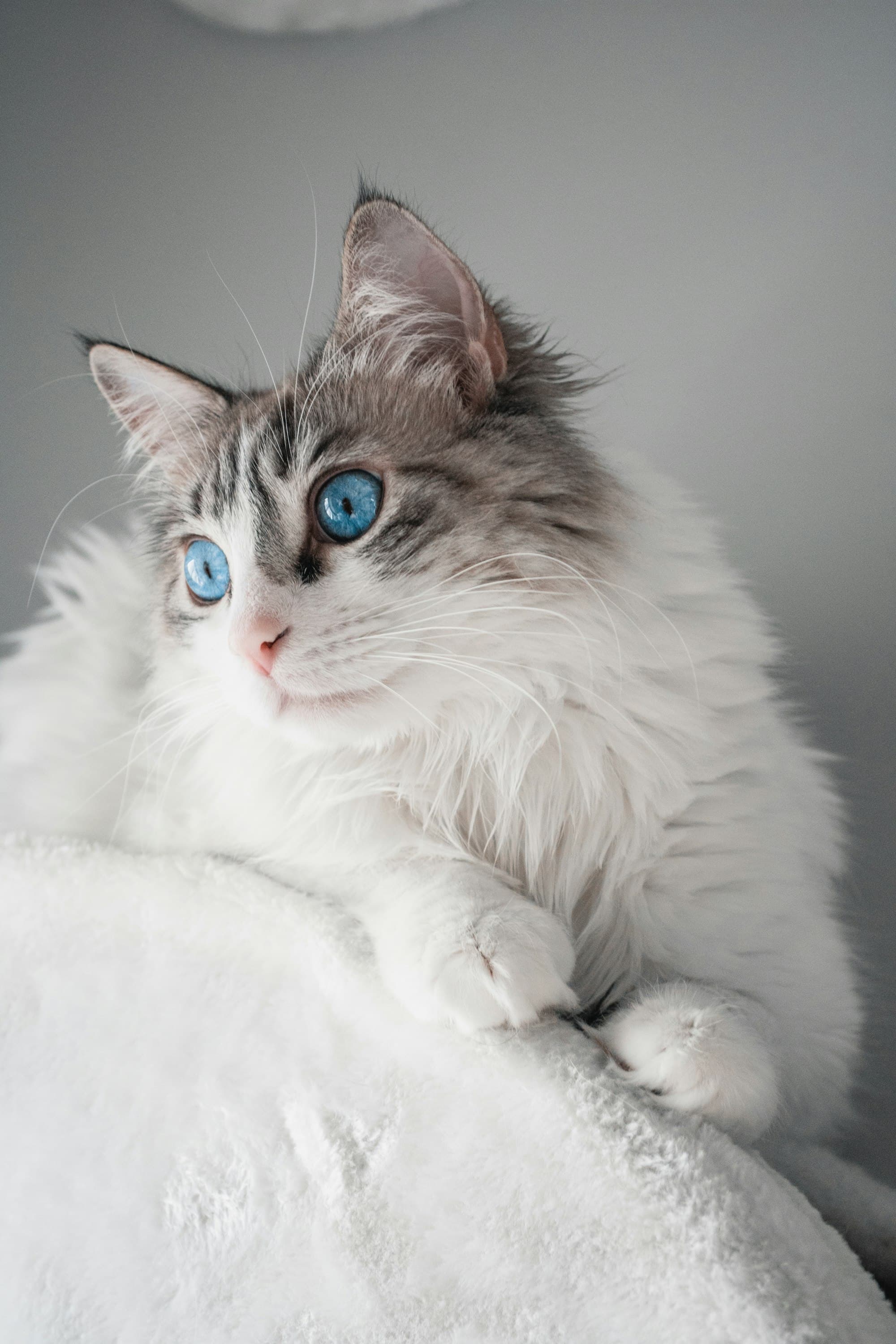 Ragdoll portrait example