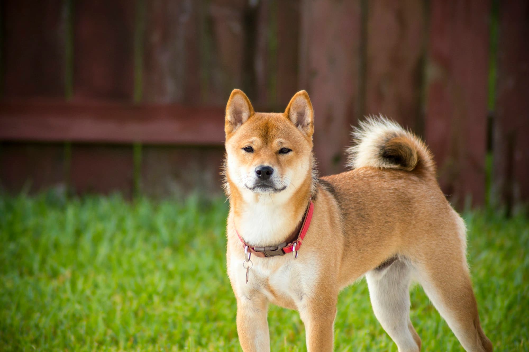 Shiba Inu portrait example