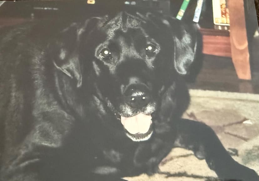 Karli - original photo