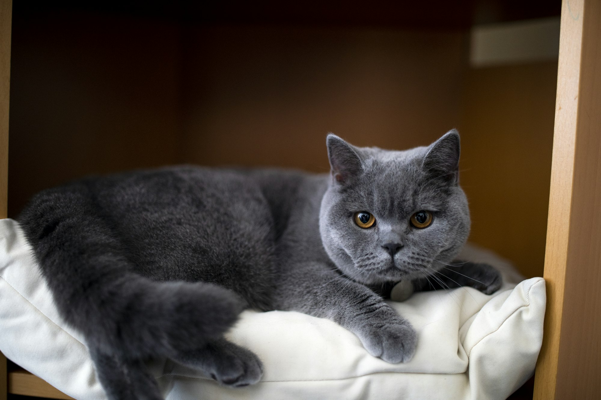 British Shorthair portrait example