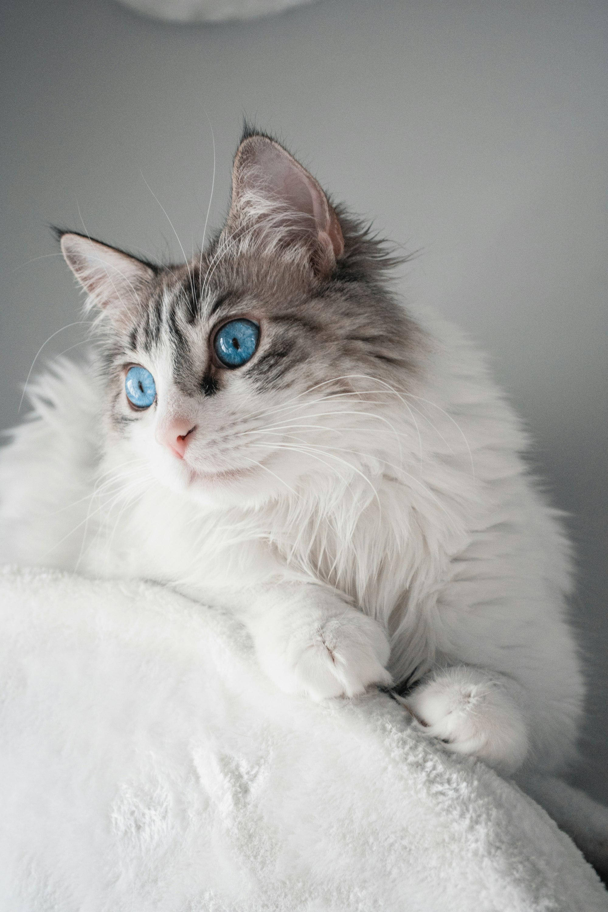 Ragdoll portrait example