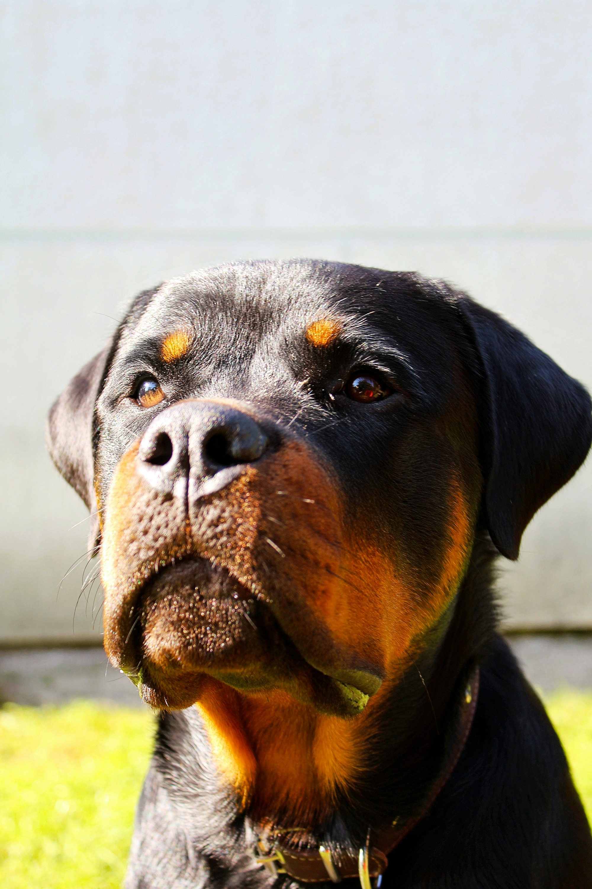 Rottweiler portrait example