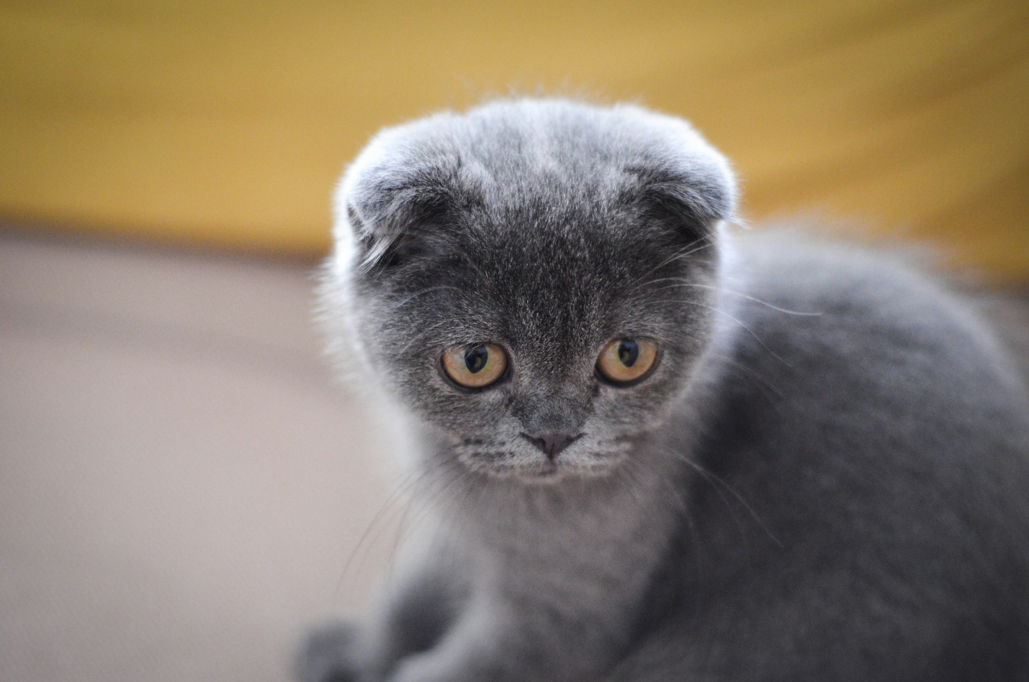 Scottish Fold portrait example
